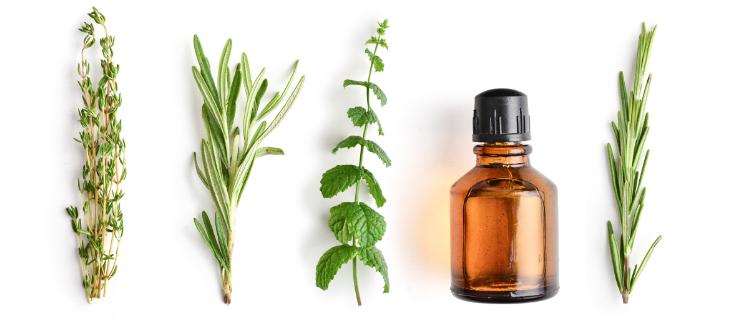 herbs-AdobeStock_218761243
