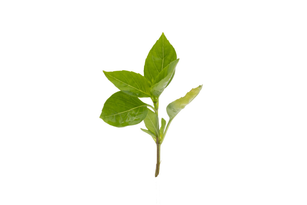 Wholesale Basil Oil Methyl Chavicol Type