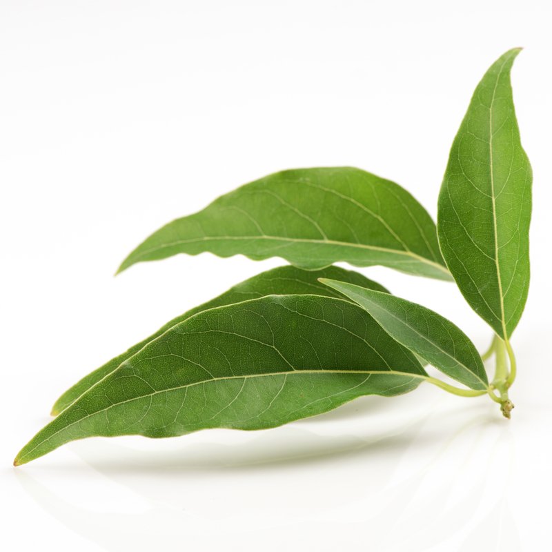 Camphor Oil
