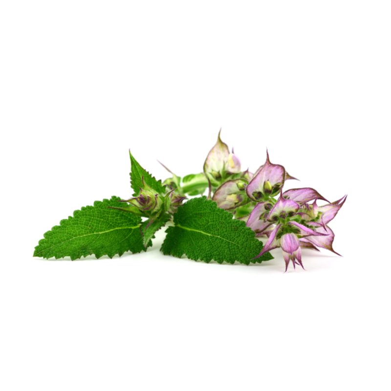Wholesale Clary Sage Oil