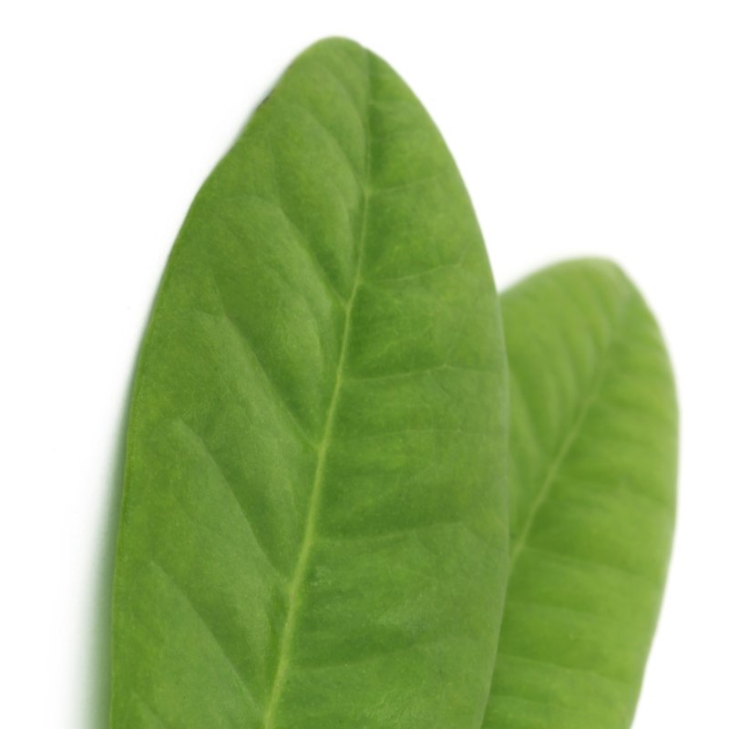 Clove Leaf Oil