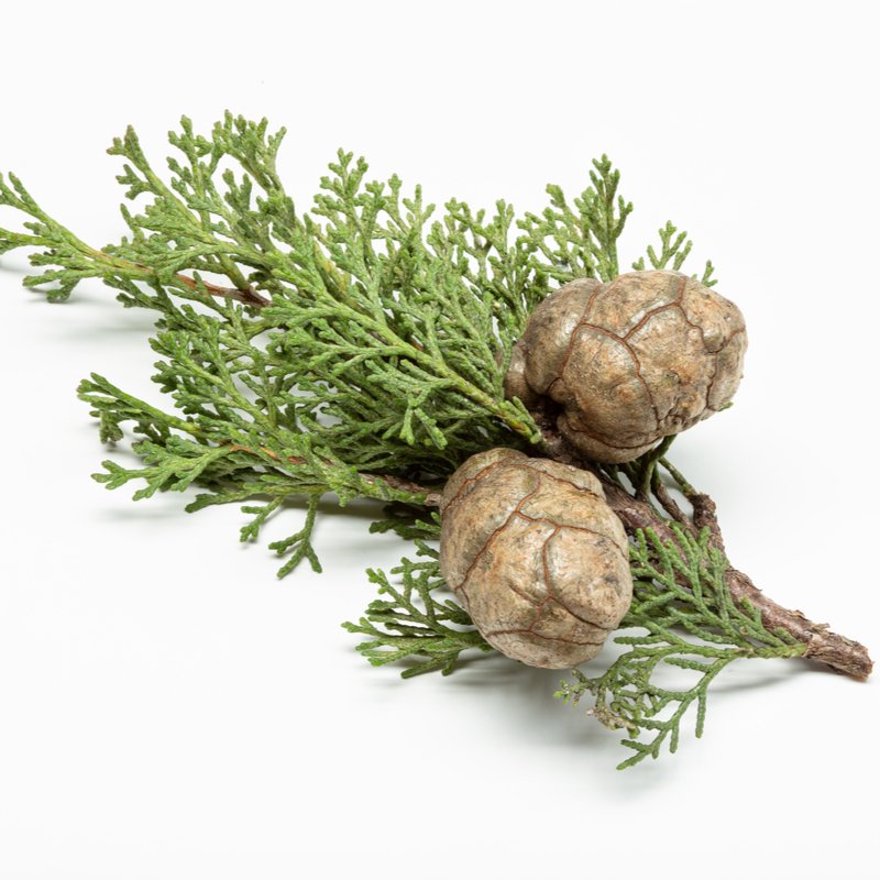 Cypress Oil