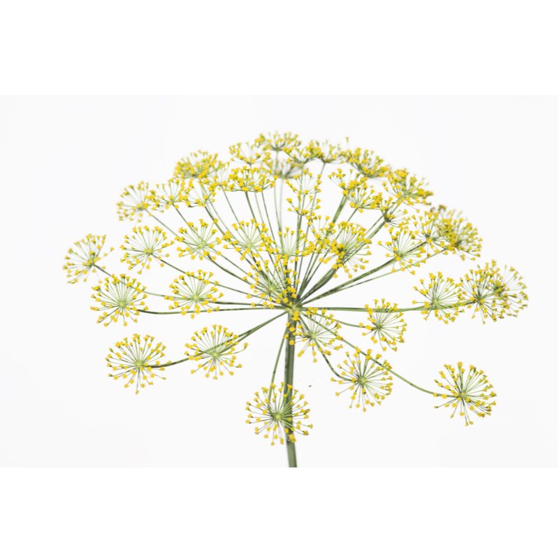 Dill Seed Oil