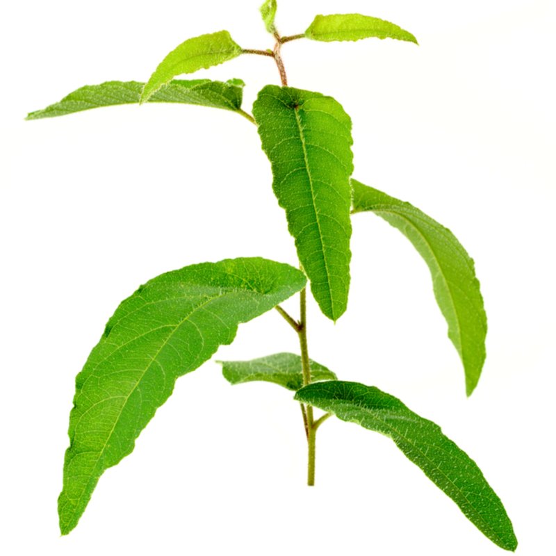 Eucalyptus Oil Citriodora