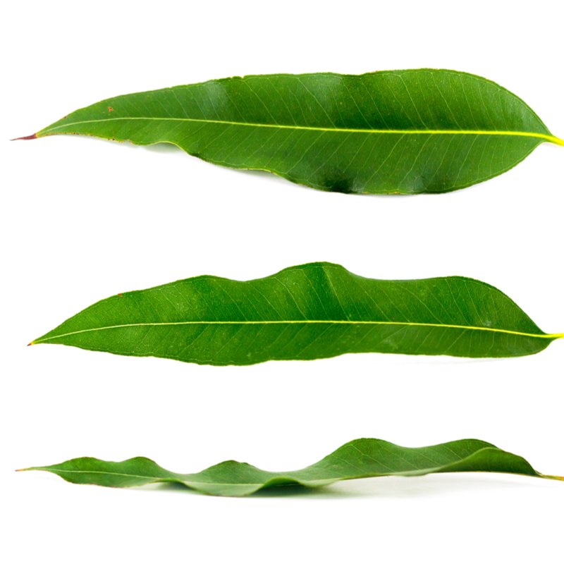 Eucalyptus Oil Globulus