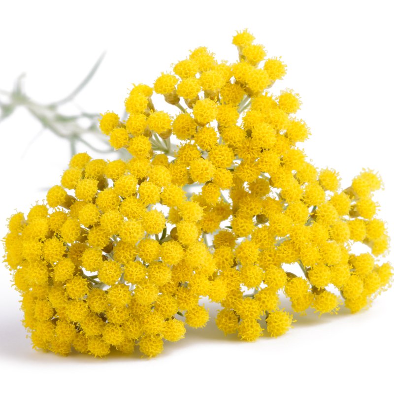 Helichrysum Oil