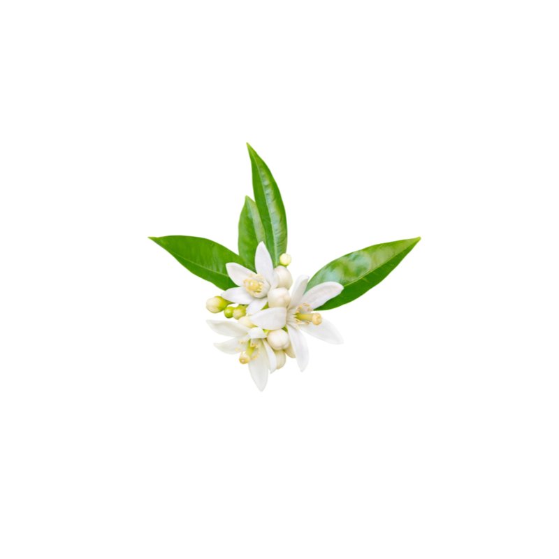 Wholesale Neroli Oil
