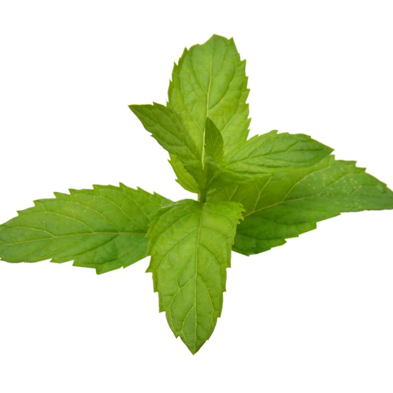 Wholesale Peppermint Oil Piperita US