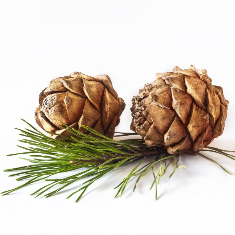 Wholesale Pine Needle Oil (Fir Needle)