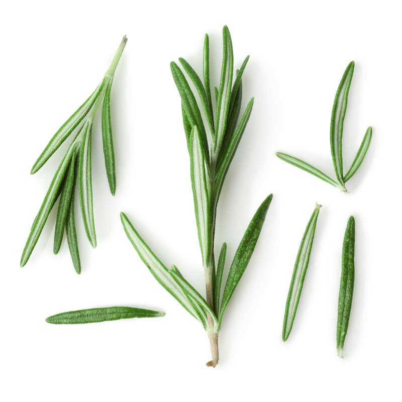 Wholesale Rosemary Oil Camphor Type