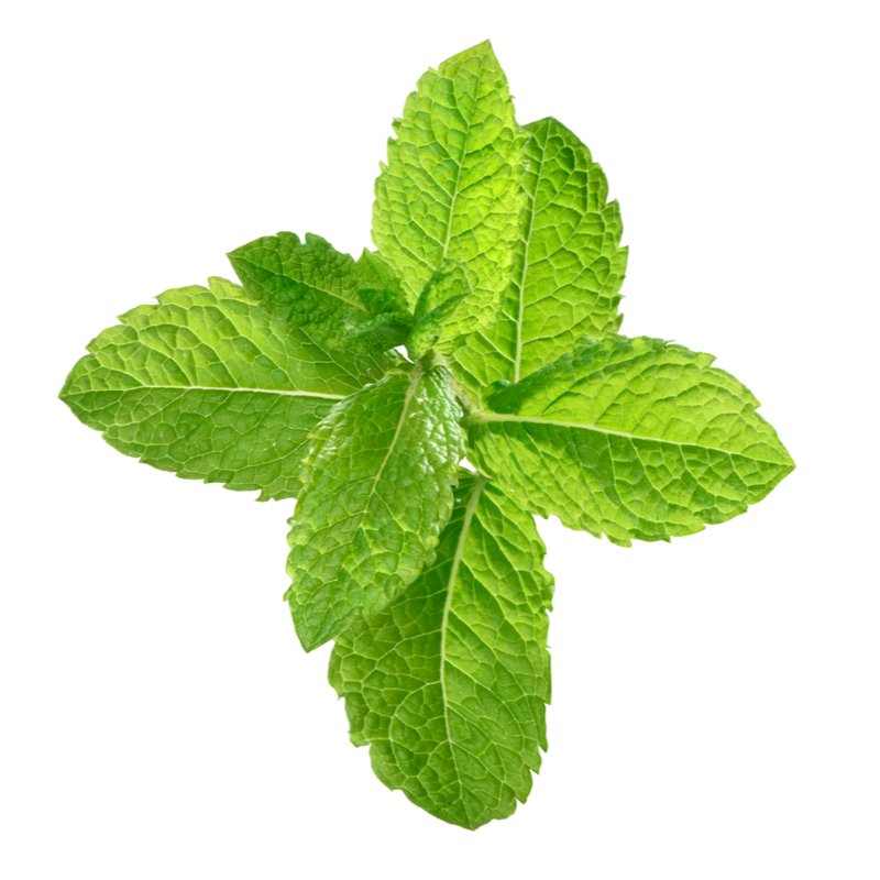 Wholesale Spearmint Oil US