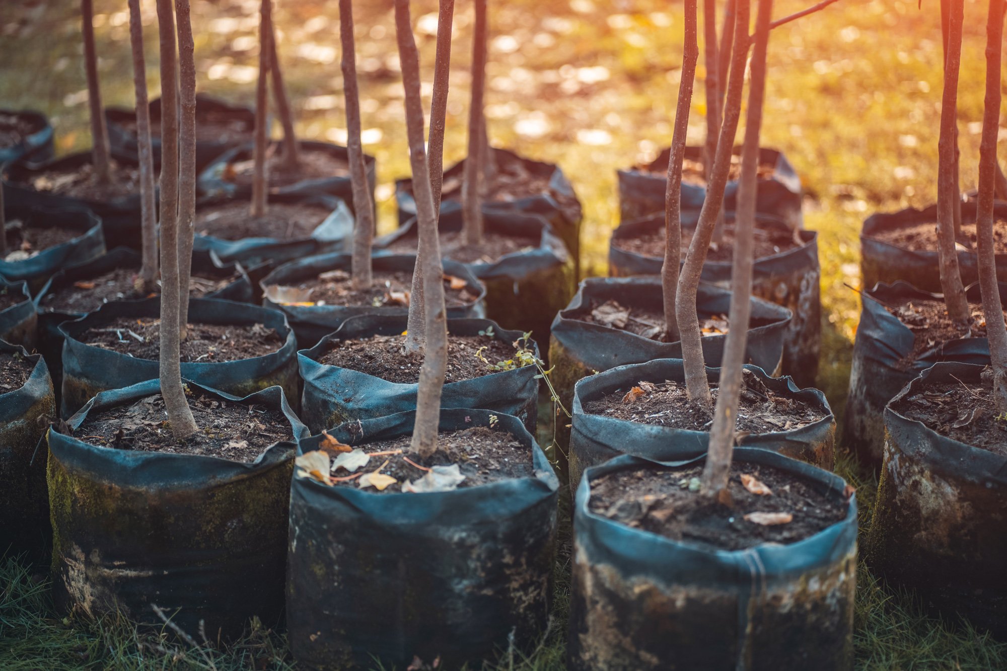 Planting trees