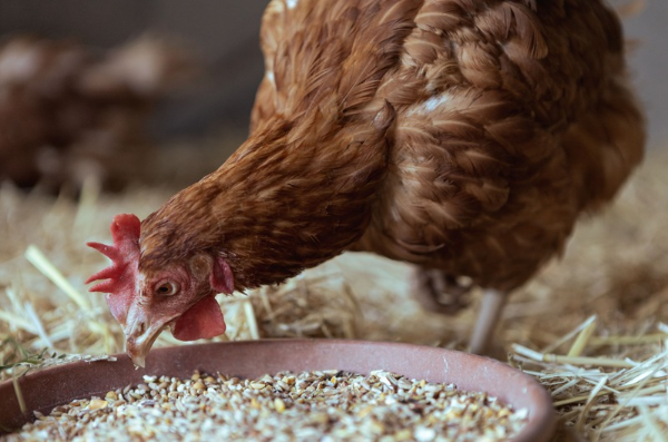 essential oils for animal feed